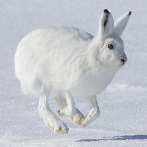 Охота на зайца на засидке зимой. – Нижегородский сайт охотников